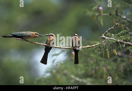 White Fronted Bee Eater, merops bullockoides, Adults standing on Branch,   Kenya