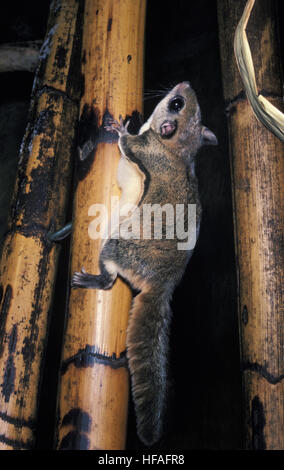 Siberian Flying Squirrel,   pteromys volans Stock Photo