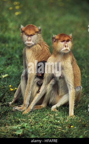 Patas Monkey,  erythrocebus patas, Mother and Young Stock Photo