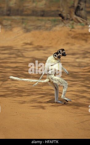 Verreaux's Sifaka, propithecus verreauxi, Mother carrying Yound on its back,  Hopping across open Ground, Berent Reserve in  Madagascar