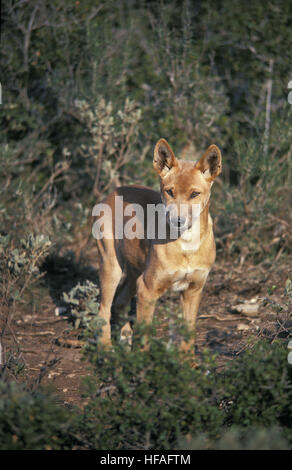 Dingo,  canis familiaris dingo, Australia Stock Photo