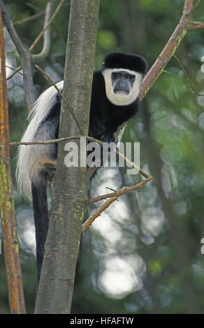 Black and White Colombus Monkey,  colobus guereza Stock Photo