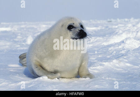 Harp Seal, pagophilus groenlandicus,   Pup laying on Ice floe, Magdalena Island in Canada Stock Photo