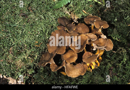 Autumn Chanterelle,  cantharellus tubiformis, Edible Mushrooms Stock Photo