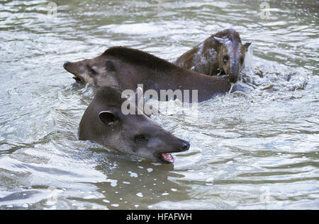 Lowland Tapir,  tapirus terrestris, Group standing in Water Stock Photo