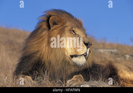 African Lion,  panthera leo, Male laying Stock Photo