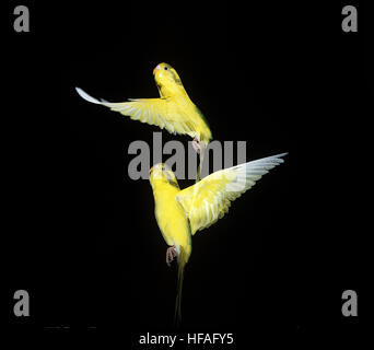 Budgerigar,  melopsittacus undulatus, Pair in Flight agianst Black background Stock Photo