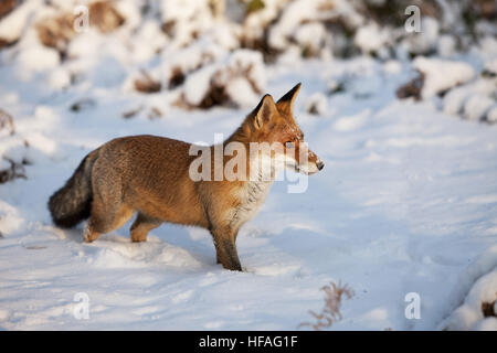 Red Fox, vulpes vulpes, Adult standing in Snow, Normandy Stock Photo