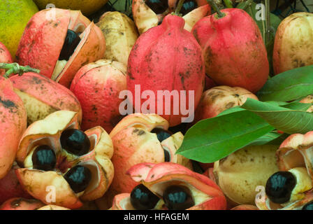 Akee Blighia sapida, Ackee, Akee Apple, Vegetable Brain, edible tropical fruit seeds, Jamaica split open, whole ripe fresh arils Stock Photo