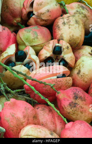 Blighia sapida Ackee Akee Achee fruits national plant Jamaica, with seeds Stock Photo