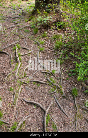 Tree roots, shallow, showing above ground, exposed plant roots in dry shade garden problem soil, tree root system Stock Photo