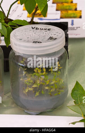 Young plants sterile lab jars propagated laboratory conditions, Duke blueberry plantlets cloning scientific artificial methods apparatus Stock Photo