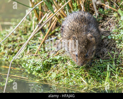 Watervole by waters edge Stock Photo