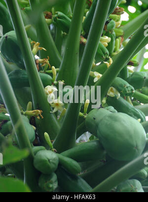 A Papaya, papaw, or pawpaw (Carica papaya) tree with flowers and unripe fruit. San Jose, Costa Rica. Stock Photo