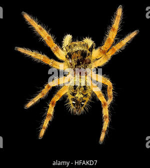 Jumping spider full view, beltsville, md 2016-08-06-16.59 Jumping spider full view, beltsville, md 2016-08-06-1659 28823773735 o Stock Photo