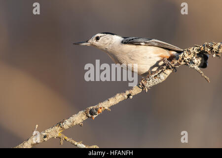 A white-breasted nuthatch perched on a branch Stock Photo