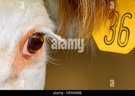 Close up of Hereford Cow with yellow ear tag. Reflection in cow's eye. Stock Photo