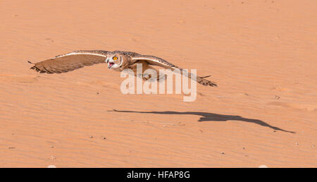 Young male pharaoh eagle owl (bubo ascalaphus) during a desert falconry show in Dubai, UAE. Stock Photo