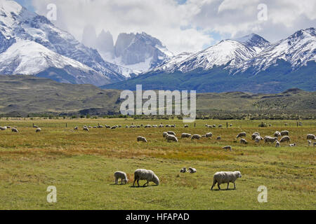 Sheep grazing at Rancho Laguna Amarga with Paine Massif and Los Torres, Torres del Paine National Park, Patagonia, Chile Stock Photo