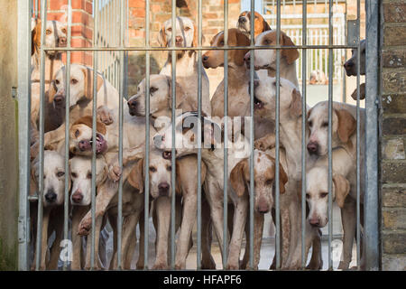 North Cotswold Hunt foxhounds in kennels at the boxing day meet. Broadway, Worcestershire, England Stock Photo