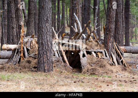 A shelter made from branches and pine needles in a ponderosa forest along the Arizona Trail. Coconino National Forest, Arizona Stock Photo