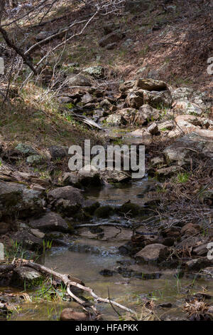 A small creek flowing over rocks in a forest near Mormon Lake. Coconino National Forest, Arizona Stock Photo