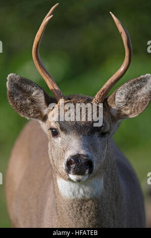Male Black Tailed deer at Surfside park, Parksville Vancouver Island BC Canada. SCO 11,295. Stock Photo