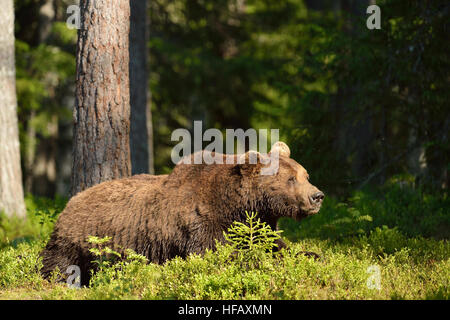 Brown bear resting in the forest Stock Photo