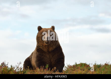 brown bear with sky in the background Stock Photo