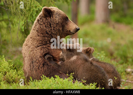 Brown bear suckling cubs in forest. Bear breastfeeding cubs.