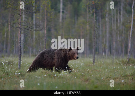 Brown bear walking with forest background. Male brown bear. Brown bear in forest. Stock Photo