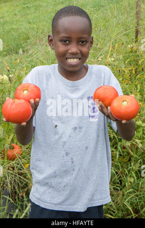 Young boy holding tomatoes he just picked Stock Photo