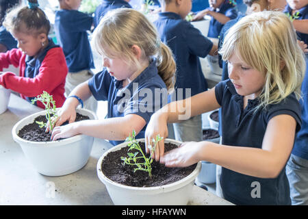 School children learning about vegetable farming - planting new vegetable plants. Stock Photo