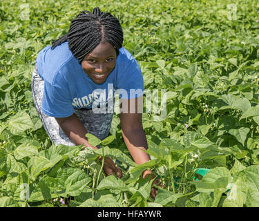 Young woman working on a large vegetable farm Stock Photo