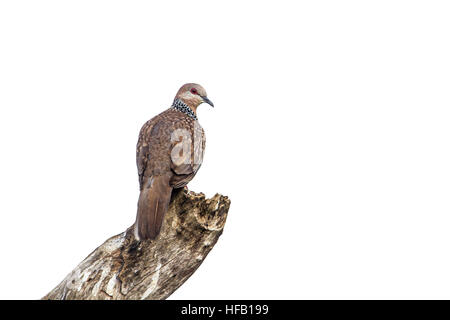 Spotted dove isolated in white background ; specie Streptopelia chinensis family of Columbidae Stock Photo