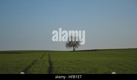 Single tree in the distance Stock Photo
