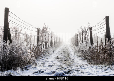 The frozen vineyard going to eternity Stock Photo