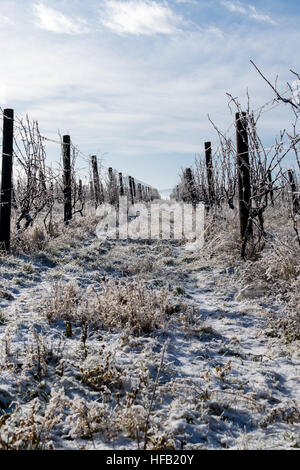 The frozen aisle in the vineyard Stock Photo