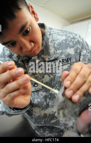 GUANTANAMO BAY, Cuba – Army Pfc. Charleston Go, a veterinary food inspector at the Guantanamo Bay Veterinary Treatment Facility, cleans the ears of a kitten up for adoption, July 14, 2010. The clinic treats the pets of service members and Department of Defense employees who work with Joint Task Force Guantanamo and U.S. Naval Station Guantanamo Bay. JTF Guantanamo provides safe, humane, legal and transparent care and custody of detainees, including those convicted by military commission and those ordered released by a court. The JTF conducts intelligence collection, analysis and dissemination  Stock Photo