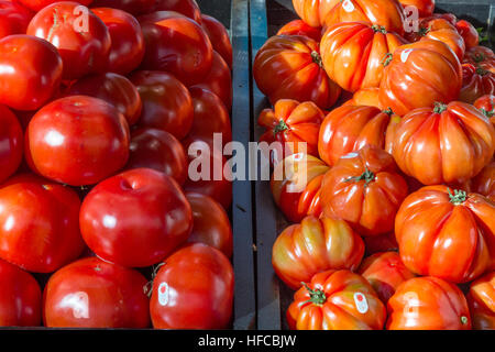 Normal tomatoes next to beefsteak tomatoes on Jean Talon Green Market in Montreal, QC, Canada Stock Photo