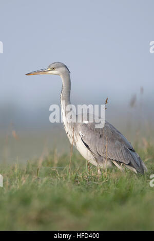 Grey Heron / Graureiher ( Ardea cinerea ), standing in a wet meadow, in typical surrounding, taken from low point of view. Stock Photo