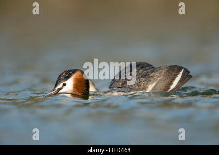 Great Crested Grebe / Haubentaucher ( Podiceps cristatus ) swimming on a lake, in flatten pose, courting. Stock Photo