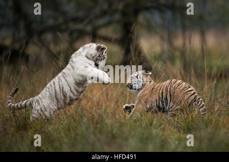 Bengal Tiger / Koenigstiger ( Panthera tigris tigris), in playful fight, fighting, training their strength and skills. Stock Photo