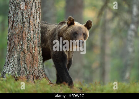 brown bear walking in forest. brown bear coming out behind a tree. Stock Photo