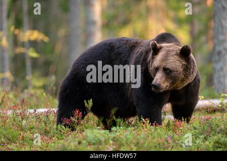 Brown bear in the autumn forest Stock Photo