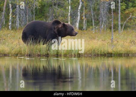 brown bear near water