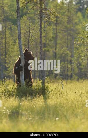 Bear standing against the tree in the bog Stock Photo