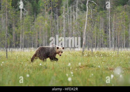 Brown bear walking in wetland with forest background. Brown bear walking in a bog. Summer. Stock Photo