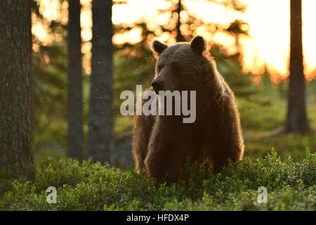 Brown bear at sunrise in forest. Brown bear in Finnish taiga. Stock Photo