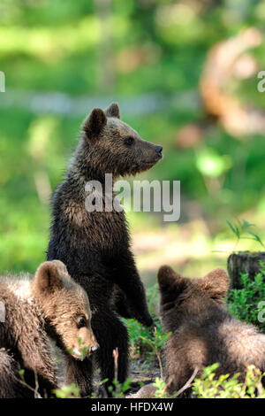 Little brown bear cub standing on sticks in summer forest Stock Photo ...